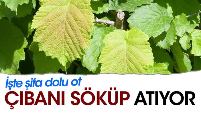 Çıbanı söküp atıyor. İşte şifa dolu ot