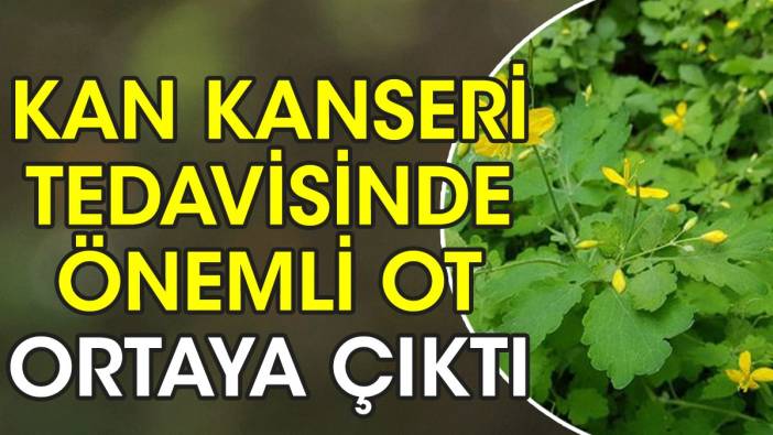 Kan kanseri tedavisinde önemli ot ortaya çıktı