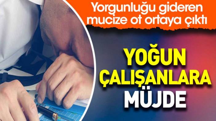 Yoğun çalışanlara müjde. Yorgunluğu gideren mucize ot ortaya çıktı