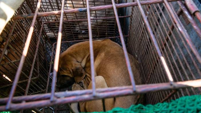 Köpek eti ticaretini yasaklayan yasa kabul edildi