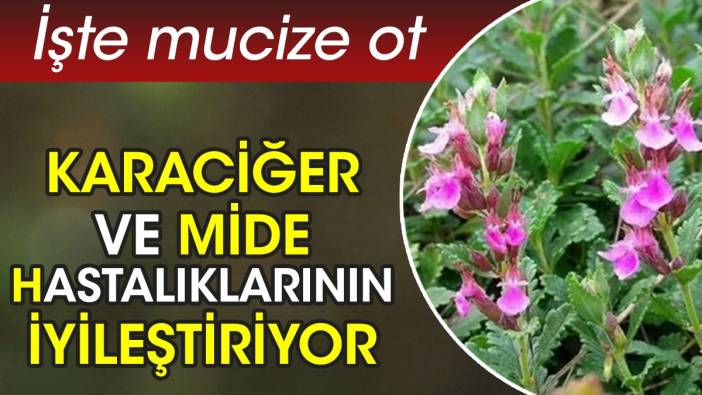 Karaciğer ve mide hastalıklarının iyileştiriyor. İşte mucize ot