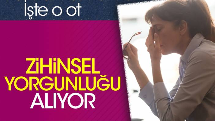 Zihinsel yorgunluğu alıyor. İşte o ot