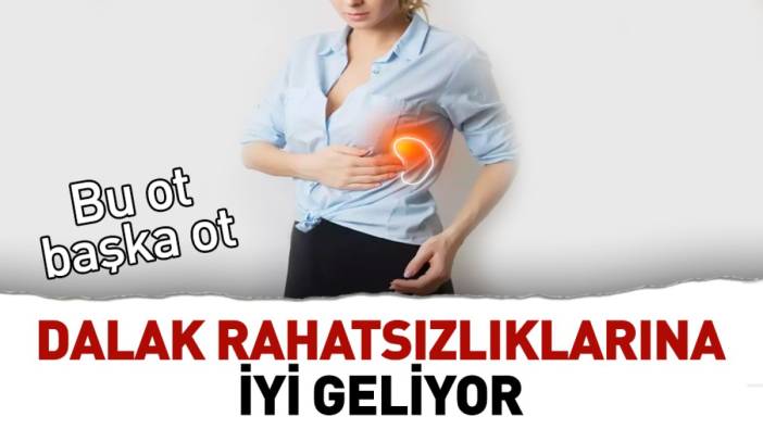 Dalak rahatsızlıklarına iyi geliyor. Bu ot başka ot