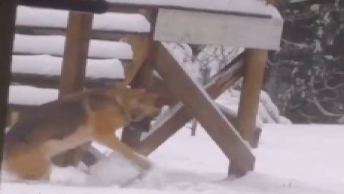 Kendi kar topunu kendi yapmaya çalışan köpeği görenler gözlerine inanamadı