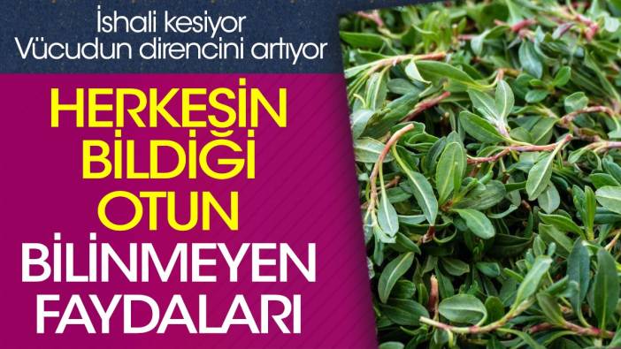 İshali kesiyor. Vücudun direncini artıyor. Herkesin bildiği otun bilinmeyen faydaları