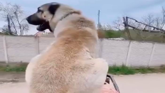 Aras adlı kangal köpeği, traktöre binme tutkusuyla sosyal medyada beğeni topluyor
