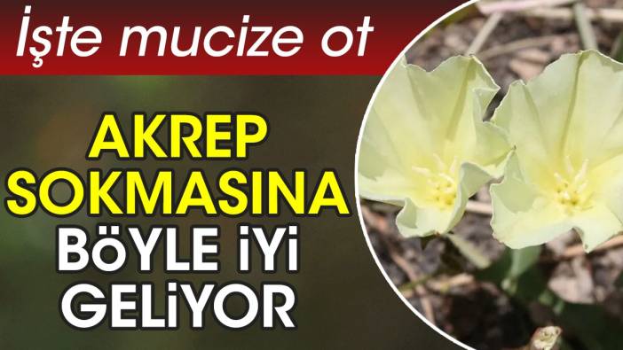 Akrep sokmasına böyle iyi geliyor. İşte mucize ot