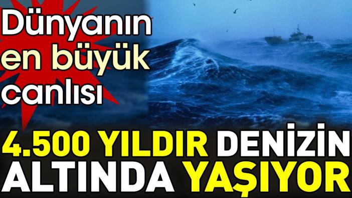 Dünyanın en büyük canlısı 4.500 yıldır denizin altında yaşıyor