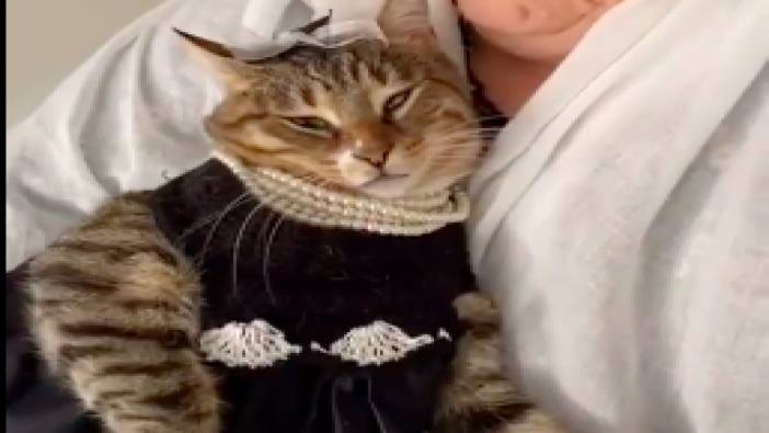 Kedi Tülin'in nikah kombini beğeni topladı