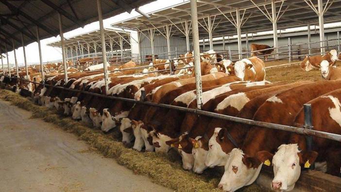 600 bin sığır ithal edilecek ama ithalata rağmen et fiyatları rafta artıyor