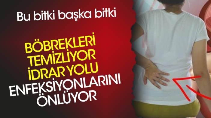 Böbrekleri temizliyor. İdrar yolu enfeksiyonlarını önlüyor. Bu bitki başka bitki