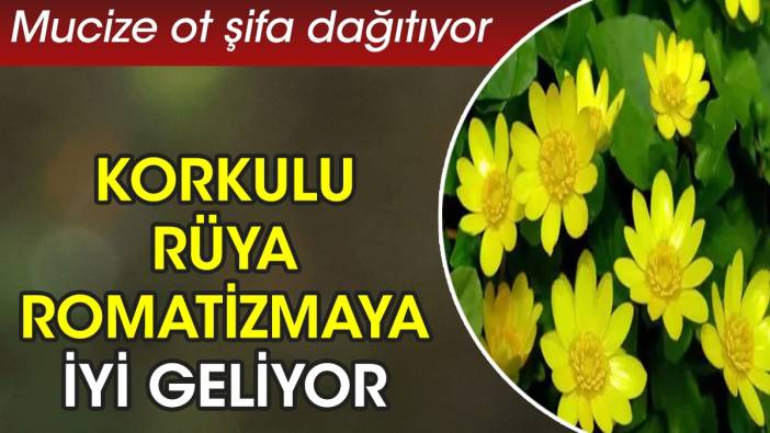 Korkulu rüya romatizmaya iyi geliyor. Mucize ot şifa dağıtıyor