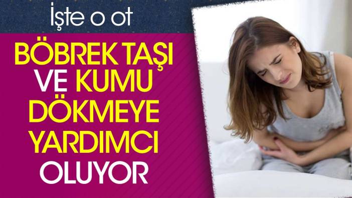 Böbrek taşı ve kumu dökmeye yardımcı oluyor. İşte o ot