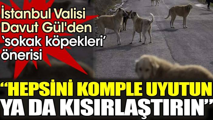 İstanbul Valisi Davut Gül'den sokak köpekleri önerisi. 'Hepsini komple uyutun ya da kısırlaştırın'