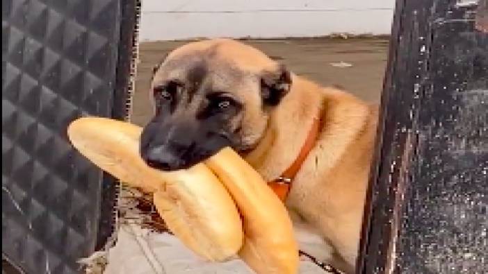Ağzında kuru iki ekmek, duygusal bakışlarıyla sosyal medyada gündem olan köpek