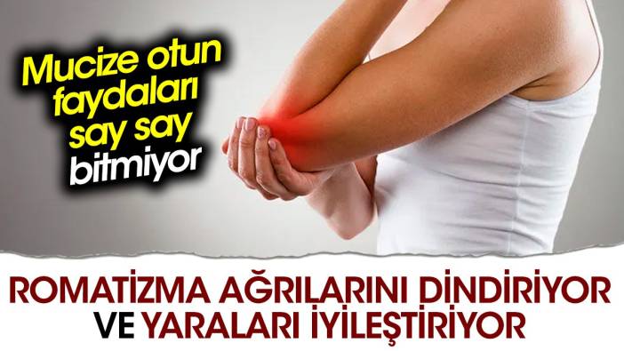 Romatizma ağrılarını dindiriyor ve yaraları iyileştiriyor. Mucize otun faydaları say say bitmiyor