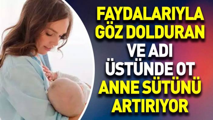 Faydalarıyla göz dolduran ve adı üstünde ot anne sütünü artırıyor