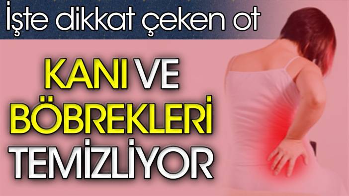 Kanı ve böbrekleri temizliyor. İşte dikkat çeken ot