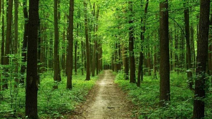 Orman Genel Müdürlüğü döner sermaye değişikliği yayımlandı