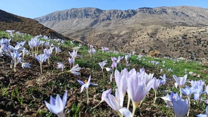 Kanseri yok eden şifa deposu ot ortaya çıktı