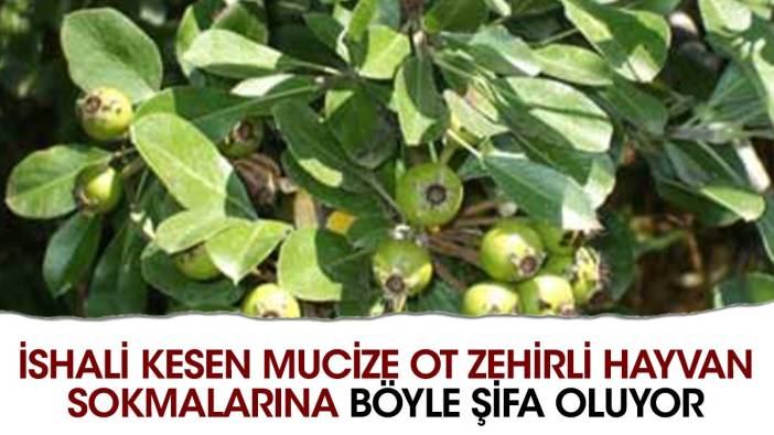 İshali kesen mucize ot zehirli hayvan sokmalarına böyle şifa oluyor