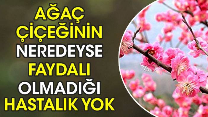 Ağaç çiçeğinin neredeyse faydalı olmadığı hastalık yok