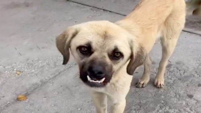 DOWN sendromlu olduğu iddia edilen sokak köpeği ile vatandaşın kalp ısıtan anları sosyal medyada gündem oldu