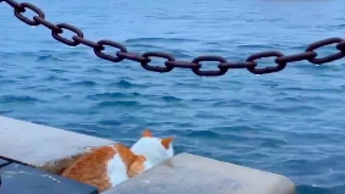 İstanbul'da deniz kenarına oturup boğazı izleyen kedi gündem oldu