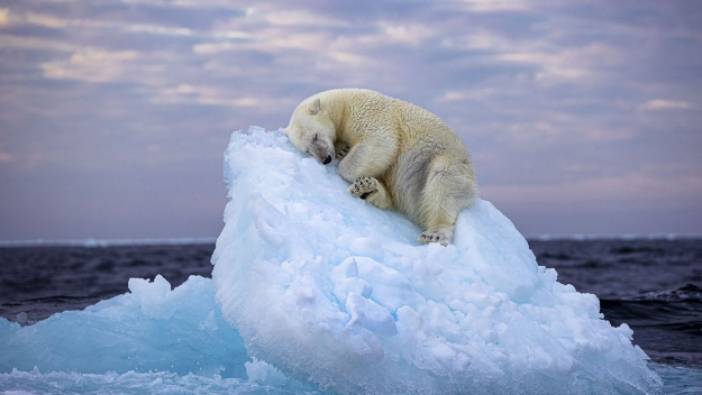 Uyuklayan kutup ayısı görüntüsü en iyi yaban hayatı fotoğrafçılığı ödülünü kazandı