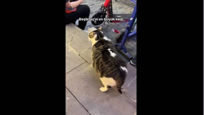 Beşiktaş'ın obez kedisi kiloları nedeniyle ani kalp krizi ile hayatını kaybetti