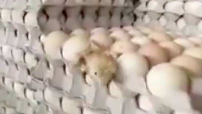 Markette satışa hazırlanan yumurtadan çıkan civciv şaşkınlık yarattı
