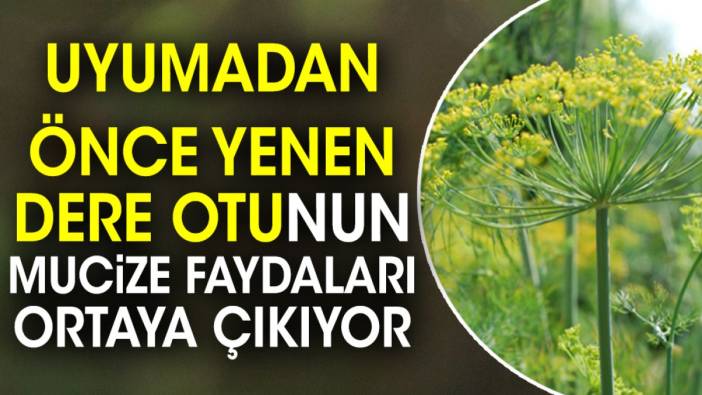 Uyumadan önce yenen dereotunun mucize faydaları ortaya çıkıyor