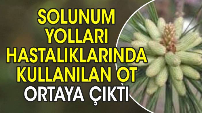 Solunum yolları hastalıklarında kullanılan ot ortaya çıktı