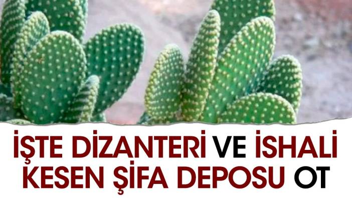 İşte dizanteri ve ishali kesen şifa deposu ot