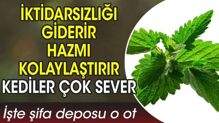 İktidarsızlığı giderir. Hazmı kolaylaştırır. Kediler çok sever. İşte şifa deposu o ot