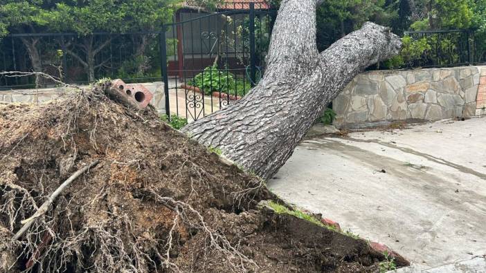 Şiddetli rüzgara 15 metrelik ağaç bile dayanamadı. Kökünden söküldü bahçeye devrildi