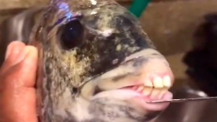 İnsan dişli balık sosyal medyada gündem oldu