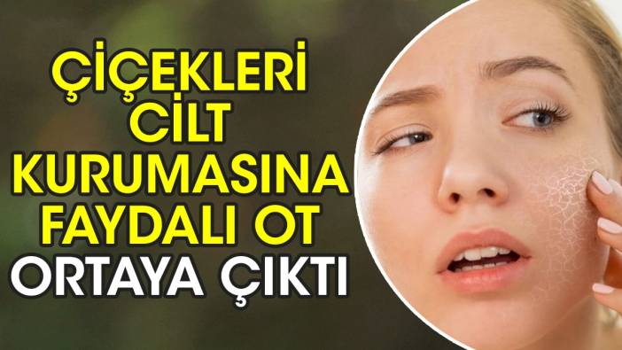 Çiçekleri cilt kurumasına faydalı ot ortaya çıktı