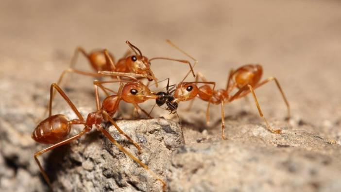 Avustralya'dan kırmızı ateş karıncalarla mücadele için dev bütçe