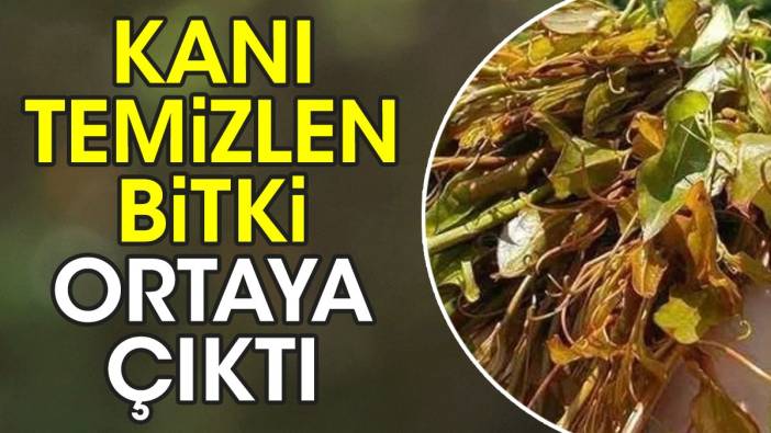 Kanı temizlen bitki ortaya çıktı