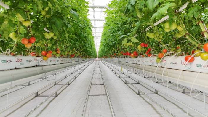 Topraksız tarım ile yetişen domatesler Hollanda’ya ihraç ediliyor