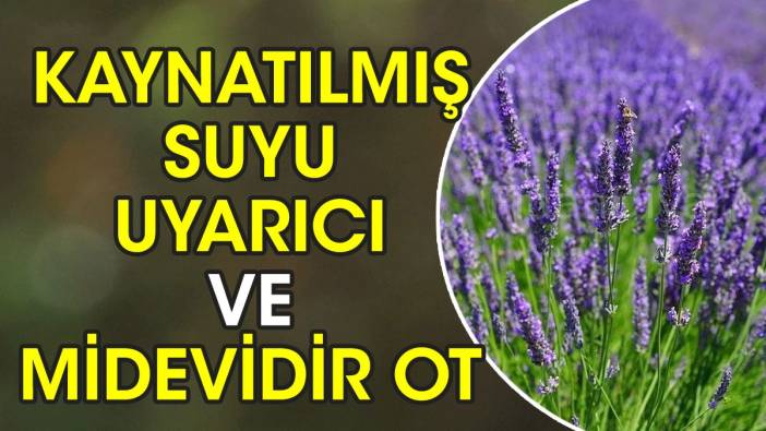 Kaynatılmış suyu uyarıcı ve midevidir. İşte şifa saçan ot