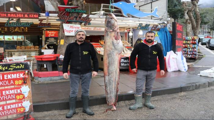 Amasya’da 2 metrelik yayın balığı avlandı