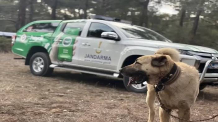 Burdur'da köpek dövüştürenlere yüzbinlerce lira ceza yağdı