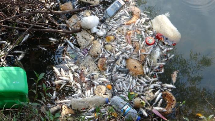 Antalya'daki sulama kanalında balık ölümleri yaşanıyor