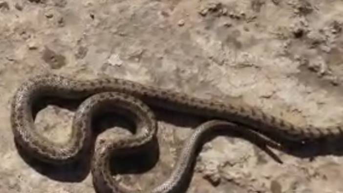 Siirt'te 1 metre uzunluğunda yılan görüldü