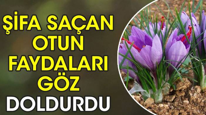 Öksürük bronşit ve astımda faydalıdır. Şifa saçan otun faydaları göz doldurdu