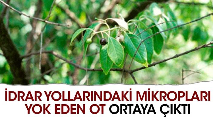 İdrar yollarındaki mikropları yok eden ot ortaya çıktı