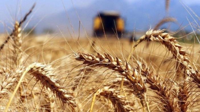 Çiftçi 16 liraya aldığı buğdayı 7 liraya satıyor: Üretici zor durumda