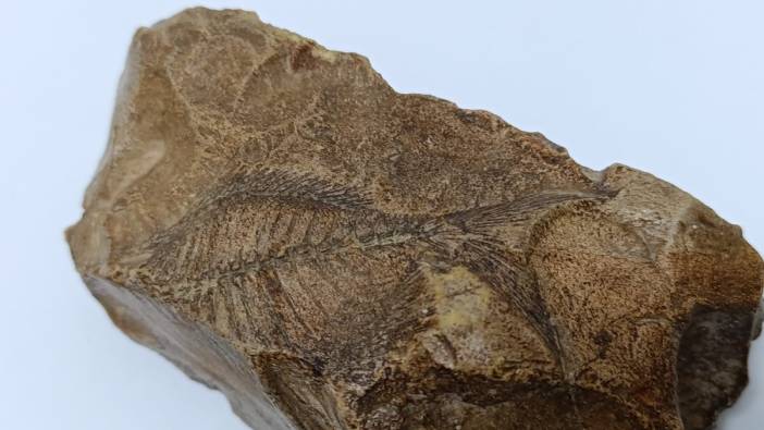 Adıyaman'da Orta Miyosen Dönemi'ne ait balık fosili bulundu